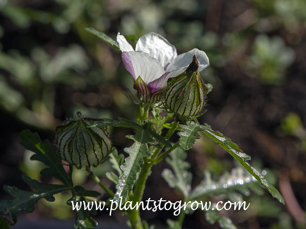 Flower of an Hour (Hibiscus trionum) 
The flower an inflated calyx of the seed pod
